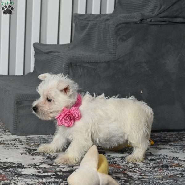 Kendra, West Highland Terrier Puppy
